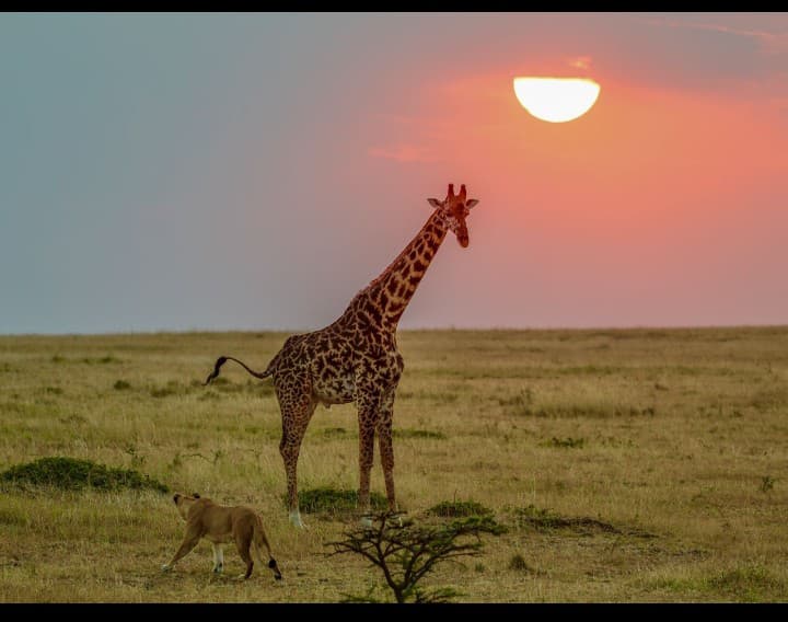 5-Day Serengeti & Ngorongoro Safari